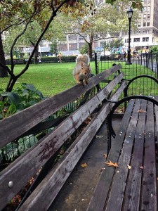 14.1413503045.squirrel-friend